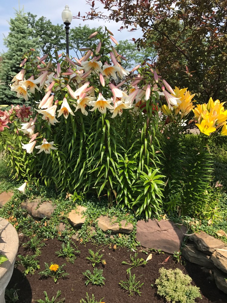 BEAUTY OF THE EDGE OF CLEVELAND AND LAKEWOOD