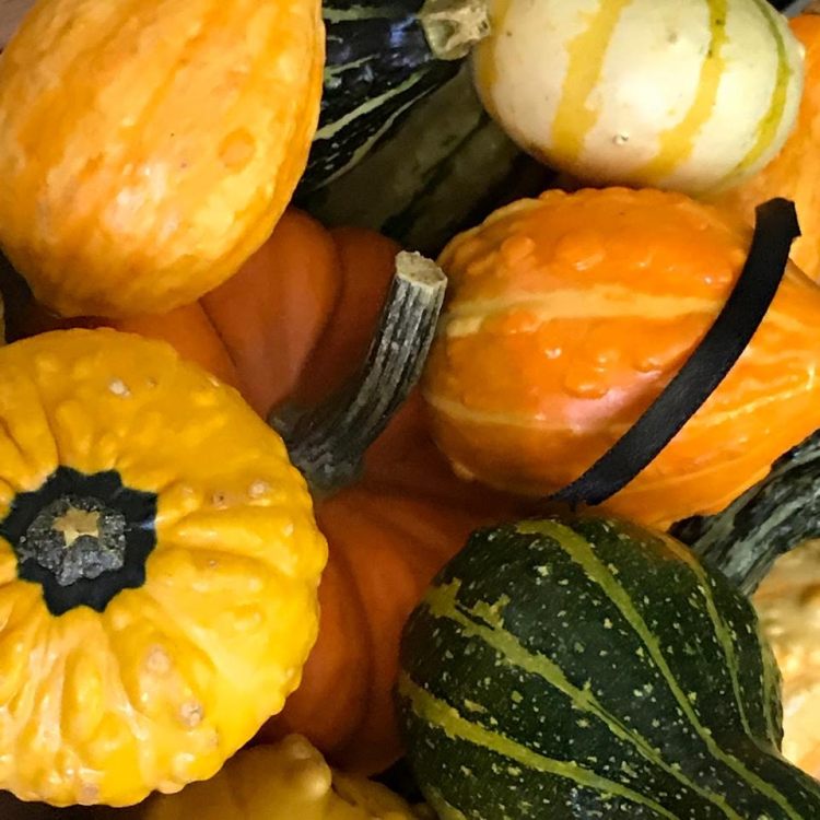 GOURDS GALORE 1
