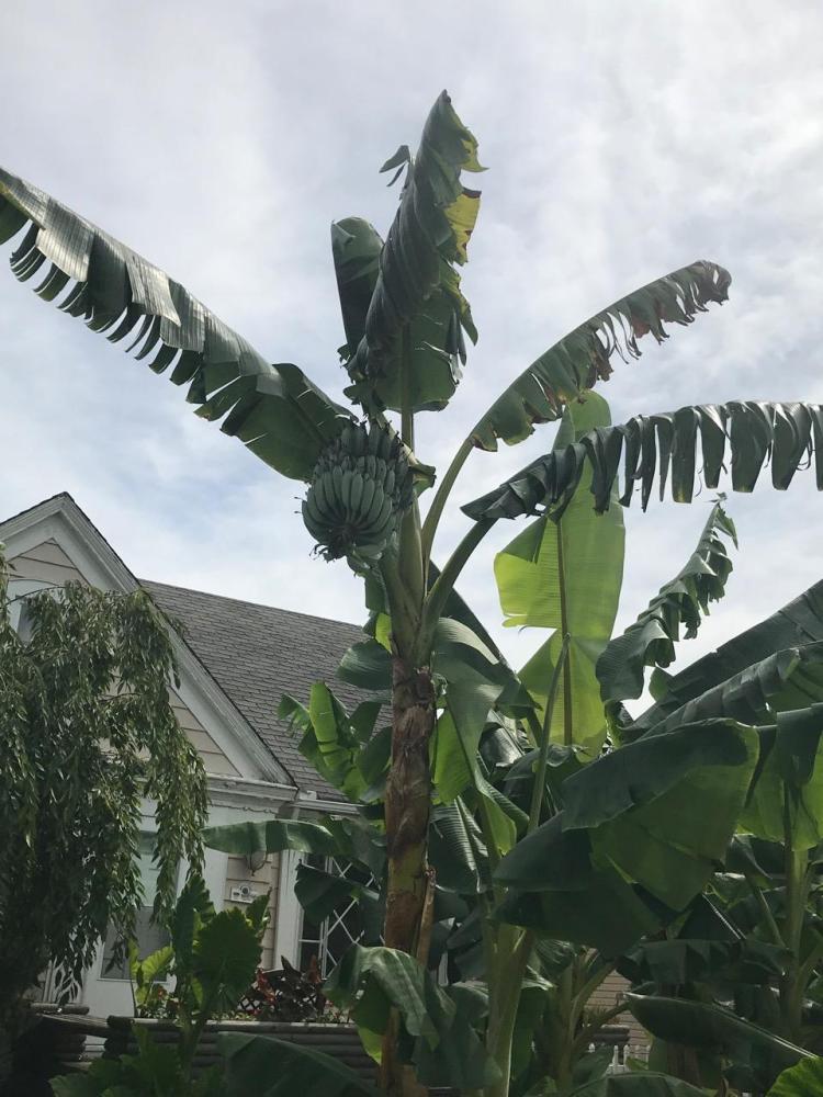 BANANAS GROW IN CLEVELAND 2