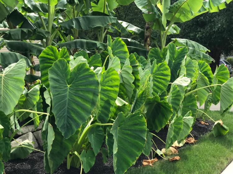 BANANAS GROW IN CLEVELAND 4