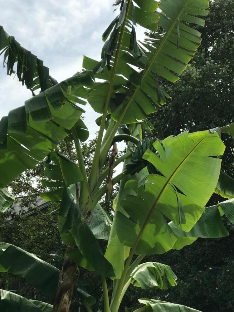 BANANAS GROW IN CLEVELAND 5