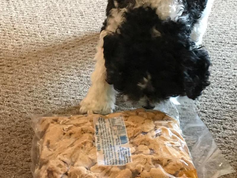 Lilly Belle Gets Her Favorite Soy Chicken For&nbsp;Xmas