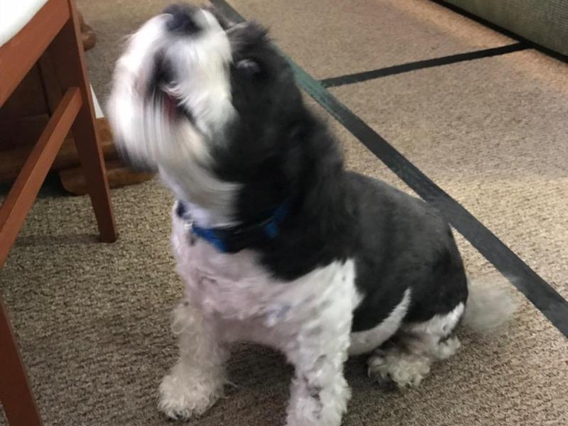 Lilly Belle Howling For CLIF&nbsp;BARS