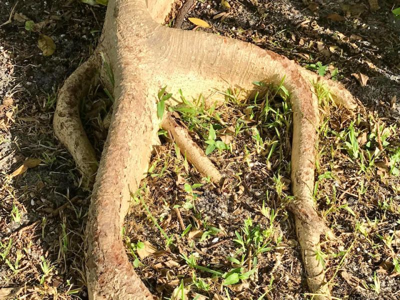 A Banyan Tree In Our Lighthouse&nbsp;Yard