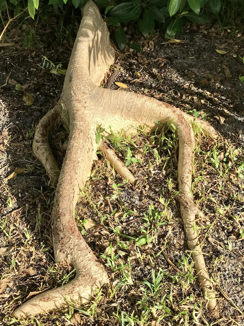A Banyan Tree In Our Lighthouse&nbsp;Yard